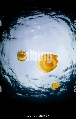 Golden meduse, Kakaban, Indonesia. Foto Stock