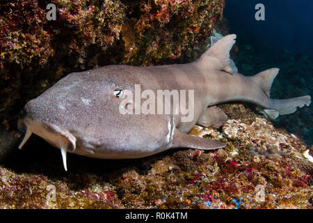 Un brownbanded squalo Bamboo in Manta Bay, Nusa Penida, Indonesia. Foto Stock