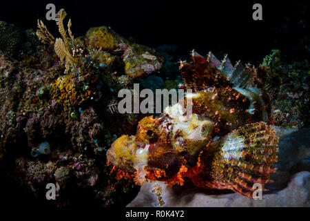 Tasseled scorfani, Bali, Indonesia. Foto Stock