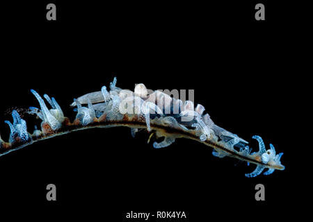 La frusta di gamberi di corallo sulla frusta corallo. Foto Stock