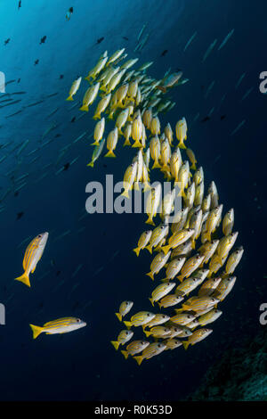 Una scuola di blue-striped snapper nuoto in forti correnti di Palau. Foto Stock