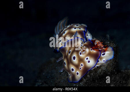 Un imperatore i gamberi si siede in cima a una coppia di Hypselodoris tryoni nudibranch mentre si alimenta. Foto Stock