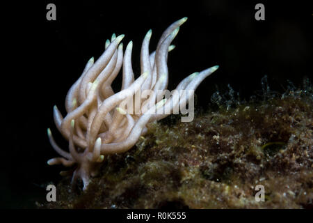 Phyllodesmium briareum nudibranch, Anilao, Filippine. Foto Stock