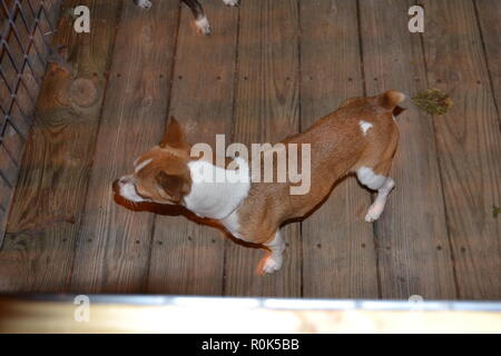 Mountain Feist ascoltando un rumore la notte. Foto Stock