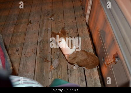 Piccolo Cane di razza Mountain Feist seduto su un portico custodire la sua casa Foto Stock