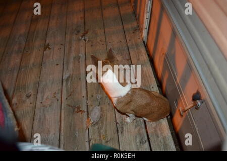 Mountain Feist dog sitter su un portico a guardare oltre il suo essere umano Foto Stock
