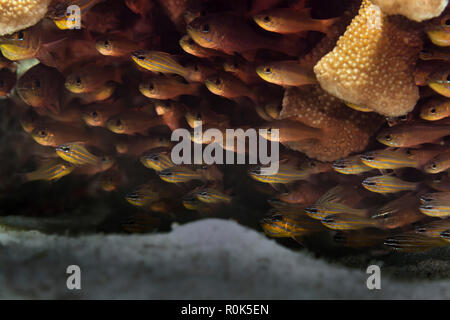 Scuola di yellowstriped cardinalfish. Foto Stock