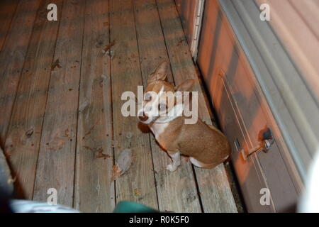 Ritratto di una montagna Feist service dog sitter su un portico a guardare il suo uomo. Foto Stock