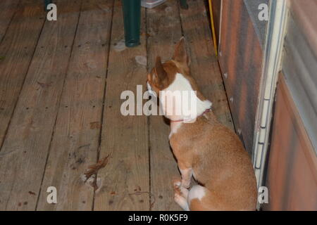 Mountain Feist dog sitter su un portico a fianco del suo proprietario Foto Stock