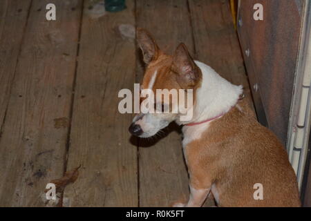 Ritratto di profilo di una montagna feist dog sitter su un portico Foto Stock