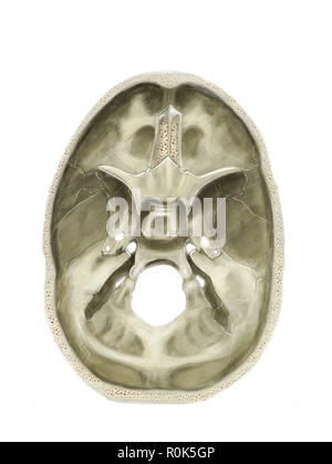 Digital fossae craniale illustrazione del cranio (senza etichette) Foto Stock