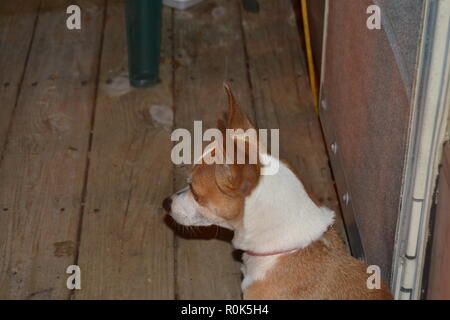 Ritratto di profilo di una montagna Feist cane. Foto Stock