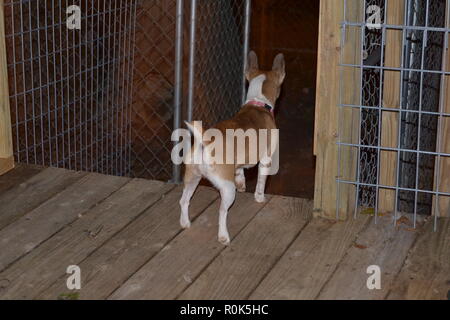 Mountain Feist cane di servizio proteggendo la sua casa verificando un rumore ha sentito nella notte Foto Stock