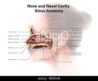 Illustrazione Digitale del naso e seni nasali anatomia (senza etichette) Foto Stock