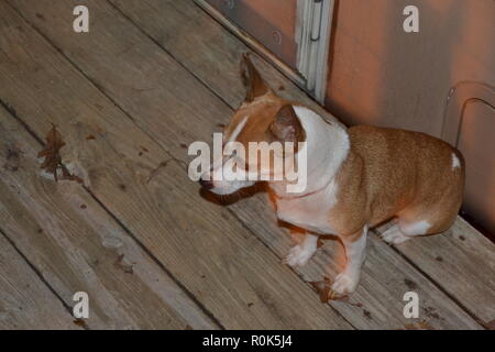 Mountain Feist service dog sitter su un portico accanto al suo proprietario Foto Stock