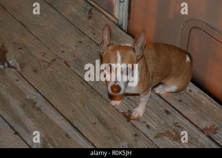 Mountain Feist dog sitter su un portico. Foto Stock