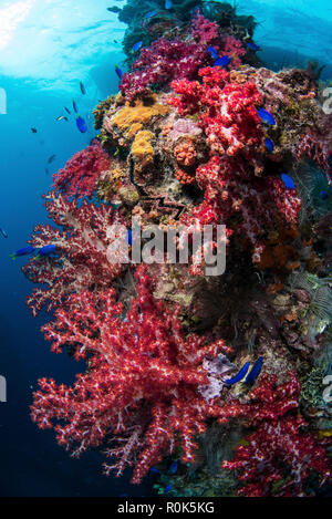 Il montante del Shinkoko Maru contemplati nella crescita di coralli. Foto Stock