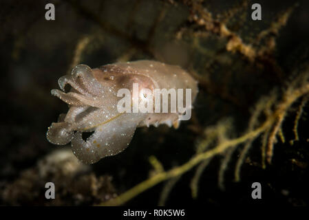 Un bambino broadclub seppie. Foto Stock