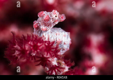 Una gravidanza cavalluccio marino pigmeo è aggrappato ad un frond di una gorgonia ventola. Foto Stock