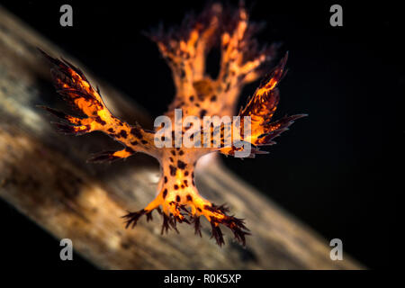 Dendronotus regius nudibranch. Foto Stock