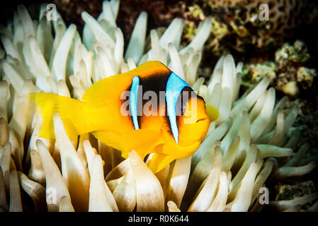 Pesce di anemone in un anemone bianca. Foto Stock