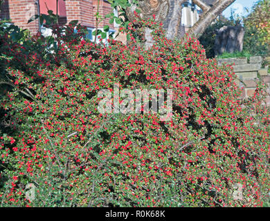 Cotoneaster horizontalis coperto con bacche rosse in autunno. Arbusto di latifoglie che fiorisce in primavera e lascia girare rosso in autunno . Foto Stock