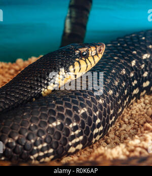 Leioheterodon madagascariensis o gigante malgascio Hognose Snake. Foto Stock