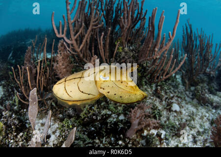 Un bambino broadclub seppie posiziona il puntatore del mouse su un poco profondo la barriera corallina in Raja Ampat, Indonesia. Foto Stock