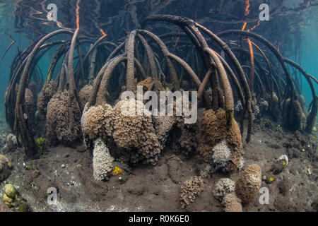 Prop radici in un blu acqua mangrove sono coperti da coralli molli in Raja Ampat, Indonesia. Foto Stock