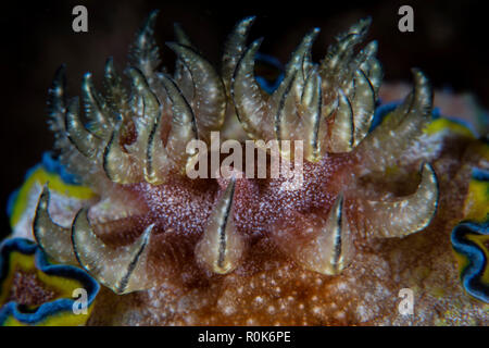 Dettaglio delle branchie su un Glossodoris cincta nudibranch. Foto Stock