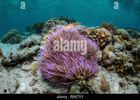 Una rosa, anemonefish Amphiprion perideraion, nuota sopra il suo host anemone. Foto Stock