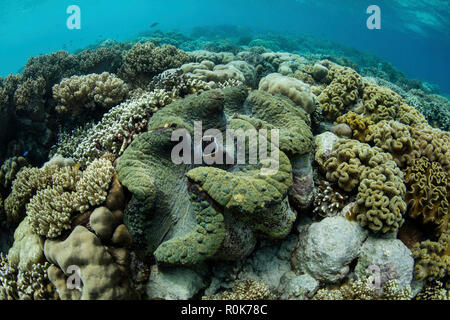 Un enorme gigante, valve Tridacna gigas, cresce a Wakatobi. Parco Nazionale, Indonesia. Foto Stock