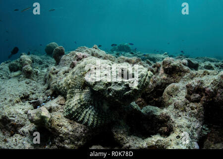 Una ben mimetizzata diavolo scorfani attende di imboscata preda su una scogliera di corallo Foto Stock