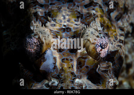 Dettaglio degli occhi di un grande crocodilefish giacente su una scogliera. Foto Stock