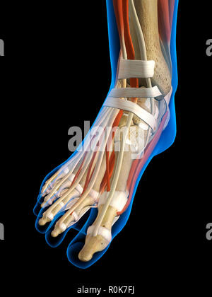 Vista ai raggi X di piede di una donna. Foto Stock