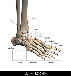 Le ossa del piede umano con etichette. Foto Stock