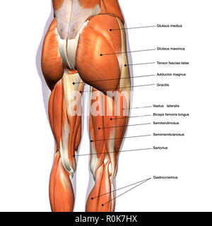 Vista posteriore del anca femmina e i muscoli delle gambe, con le etichette. Foto Stock