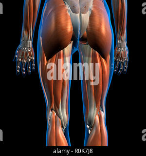 Laterale e vista posteriore di anca femmina e i muscoli delle gambe. Foto Stock