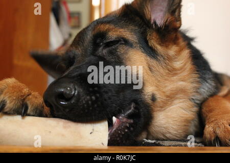 Super cute pastore tedesco cucciolo di cane sul terreno, rilassante. Foto Stock