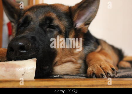 Super cute pastore tedesco cucciolo di cane sul terreno, rilassante. Foto Stock
