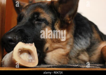 Super cute pastore tedesco cucciolo di cane sul terreno, rilassante. Foto Stock
