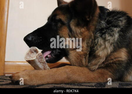 Super cute pastore tedesco cucciolo di cane sul terreno, rilassante. Foto Stock
