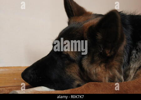 Super cute pastore tedesco cucciolo di cane sul terreno, rilassante. Foto Stock
