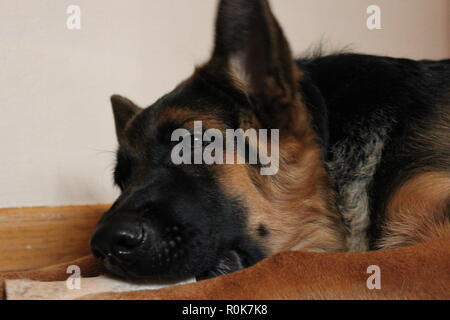 Super cute pastore tedesco cucciolo di cane sul terreno, rilassante. Foto Stock
