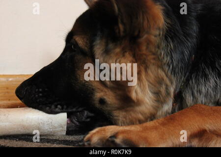 Super cute pastore tedesco cucciolo di cane sul terreno, rilassante. Foto Stock