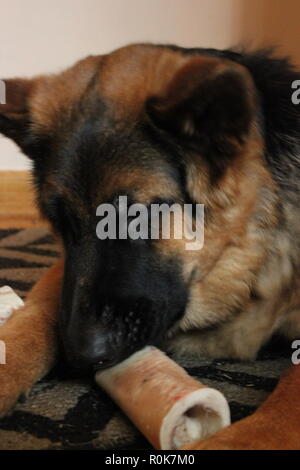 Super cute pastore tedesco cucciolo di cane sul terreno, rilassante. Foto Stock