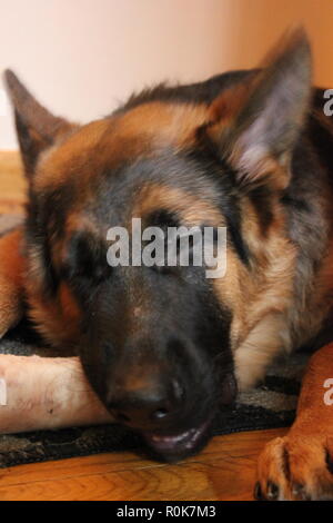 Super cute pastore tedesco cucciolo di cane sul terreno, rilassante. Foto Stock