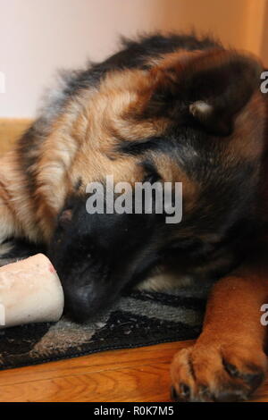 Super cute pastore tedesco cucciolo di cane sul terreno, rilassante. Foto Stock