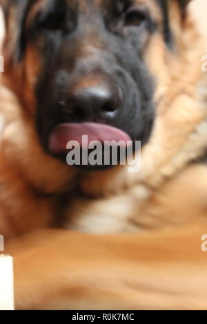 Super cute e molto divertente pastore tedesco cucciolo di cane guardando la telecamera e attaccando la sua lingua fuori mentre posa sul terreno, rilassante. Foto Stock