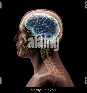 Profilo del capo di un uomo con il cranio e cervello. Foto Stock